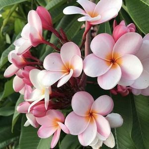 Meet your Posher, Cynthia